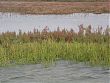 Spartina maritima e Salicornia veneta